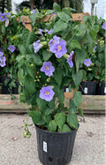 Blue Sky Vine Thunbergia